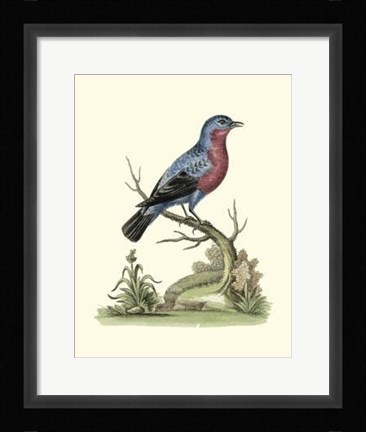 Framed Poised In Nature IV Print