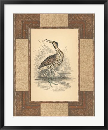 Framed Marshland Bittern Print