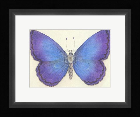 Framed Butterfly II Print