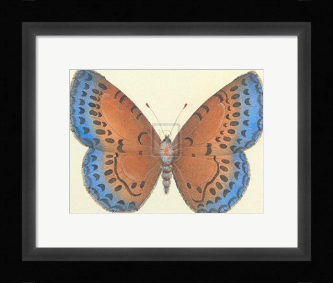 Framed Butterfly III Print