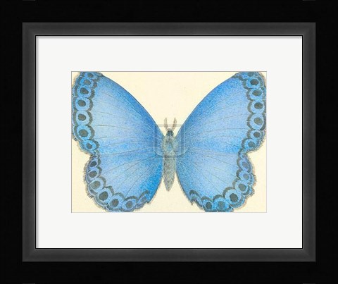 Framed Butterfly IV Print