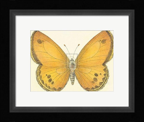 Framed Butterfly V Print
