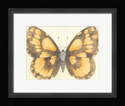 Framed Butterfly VI Print