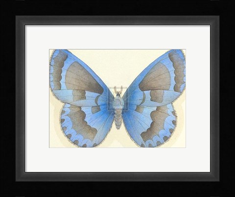 Framed Butterfly VII Print