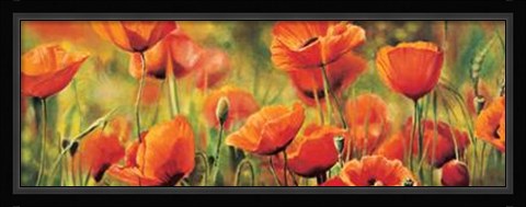 Framed Symphonie De Coquelicots Print