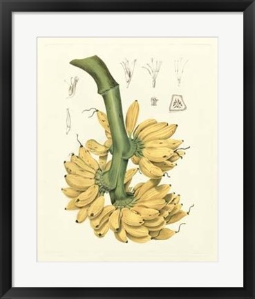 Framed Island Fruits II Print