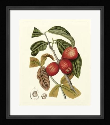 Framed Island Fruits III Print