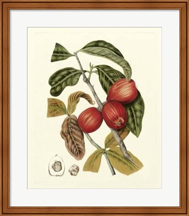 Framed Island Fruits III Print
