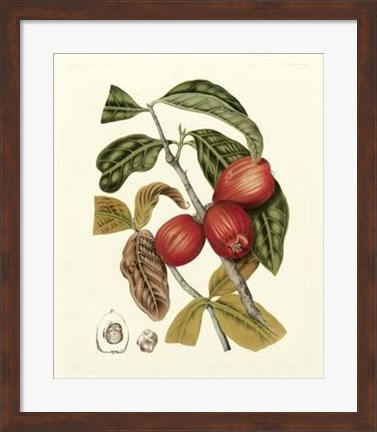 Framed Island Fruits III Print