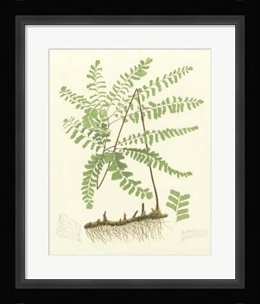 Framed Eaton Ferns II Print