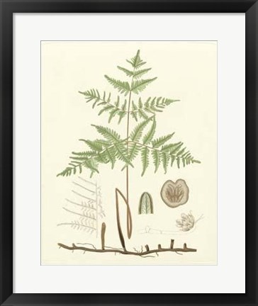 Framed Eaton Ferns III Print