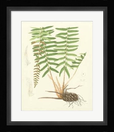 Framed Eaton Ferns IV Print