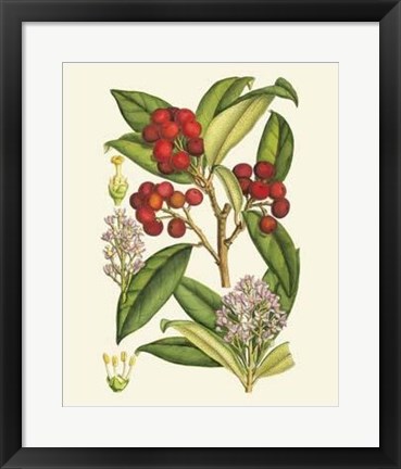 Framed Crimson Berries I Print