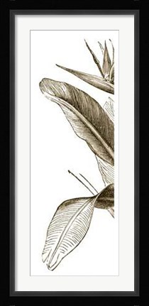 Framed Bird Of Paradise Triptych I Print