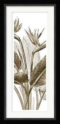 Framed Bird Of Paradise Triptych II Print