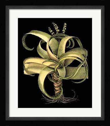 Framed Dramatic Aloe I Print