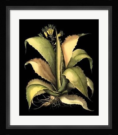 Framed Dramatic Aloe II Print