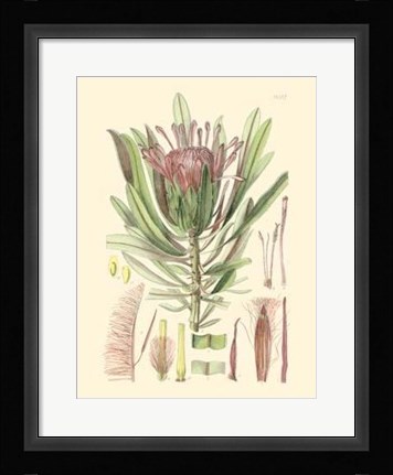 Framed Floral Passion IV Print