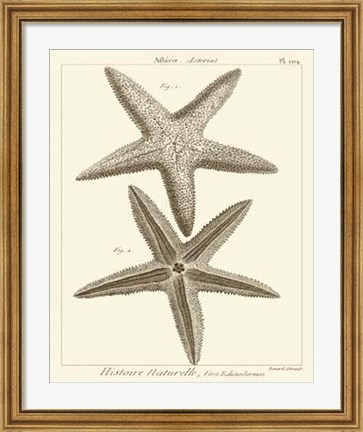 Framed Striking Starfish I Print