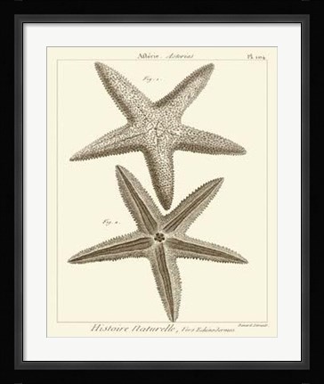 Framed Striking Starfish I Print