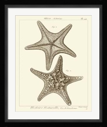 Framed Striking Starfish II Print