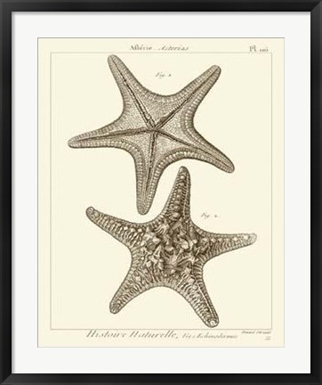Framed Striking Starfish II Print