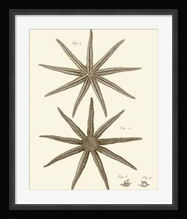 Framed Striking Starfish III Print
