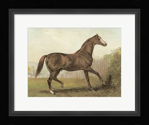 Framed Cassell's Horse III Print