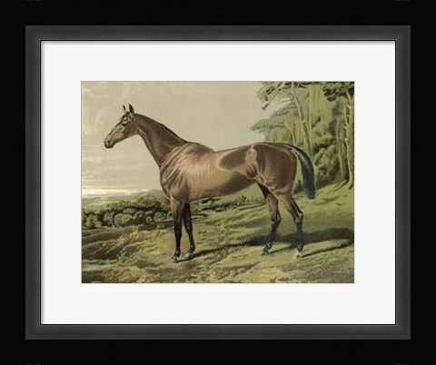 Framed Cassell's Horse IV Print