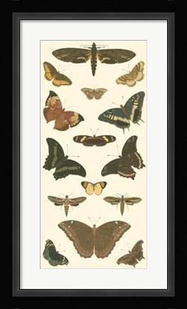 Framed Butterfly Panel II Print