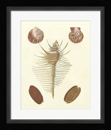 Framed Knorr Shells I Print