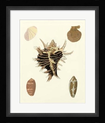 Framed Knorr Shells II Print