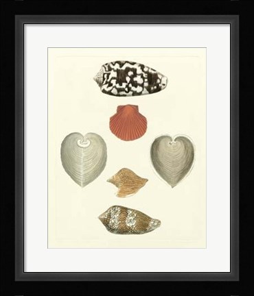 Framed Knorr Shells III Print