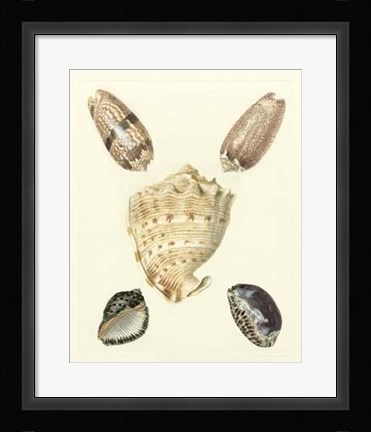Framed Knorr Shells IV Print