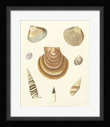 Framed Knorr Shells V Print