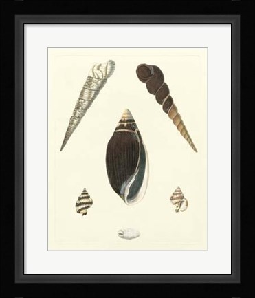 Framed Knorr Shells VI Print