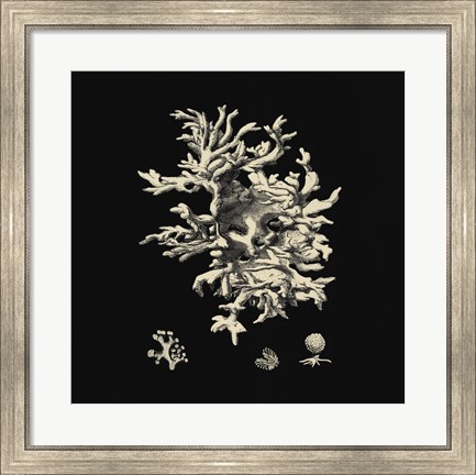 Framed Black And Tan Coral III Print