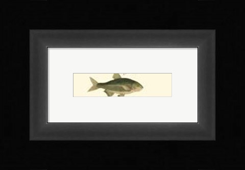 Framed Fish Anthology I Print