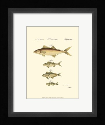 Framed Fish Anthology II Print