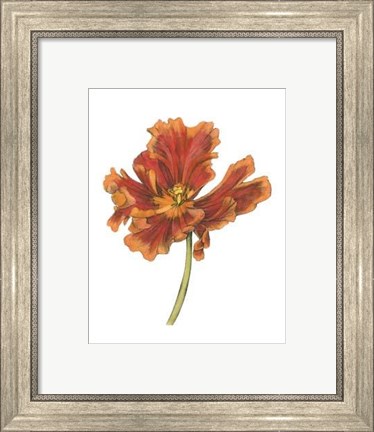 Framed Tulip Beauty I Print