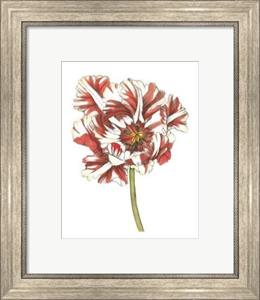 Framed Tulip Beauty III Print