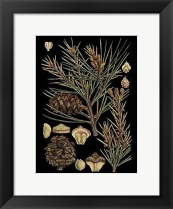 Framed Small Dramatic Conifers II Print