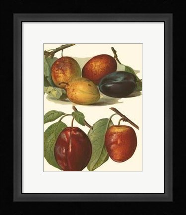 Framed Plum Varieties I Print