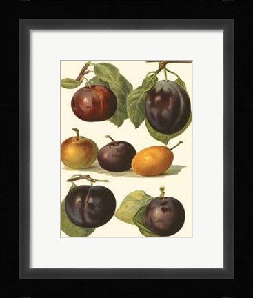 Framed Plum Varieties II Print