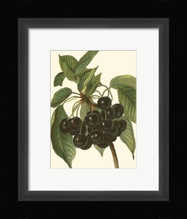Framed Black Cherries Print