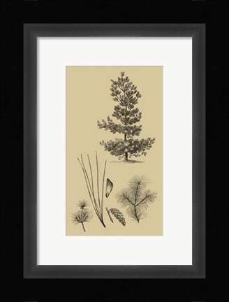 Framed Arbor Study III Print