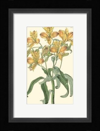 Framed Golden Beauty III Print