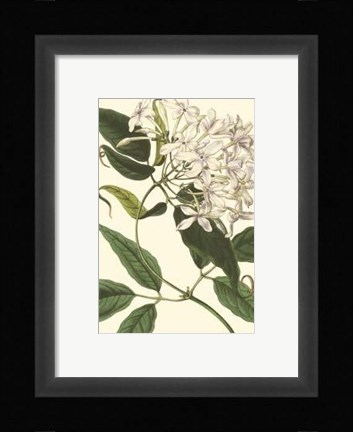 Framed Blossoming Vine IV Print