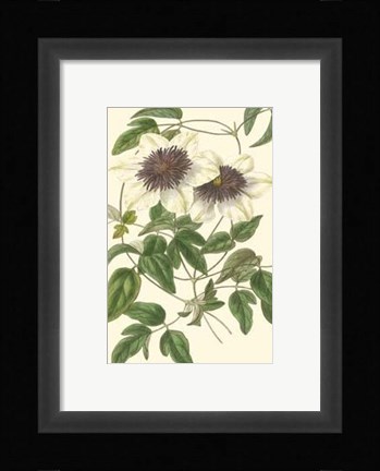 Framed Blossoming Vine VI Print