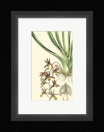Framed Elegant Orchid II Print